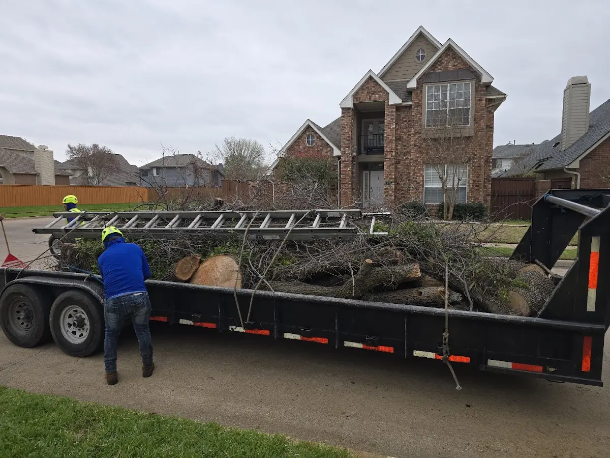 Expert Tree Pest Control with proper safety equipment in Covelo